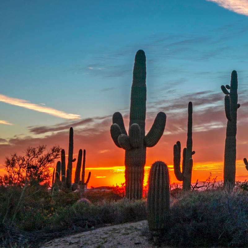 evening picture of the McDowell Sonoran Preserve