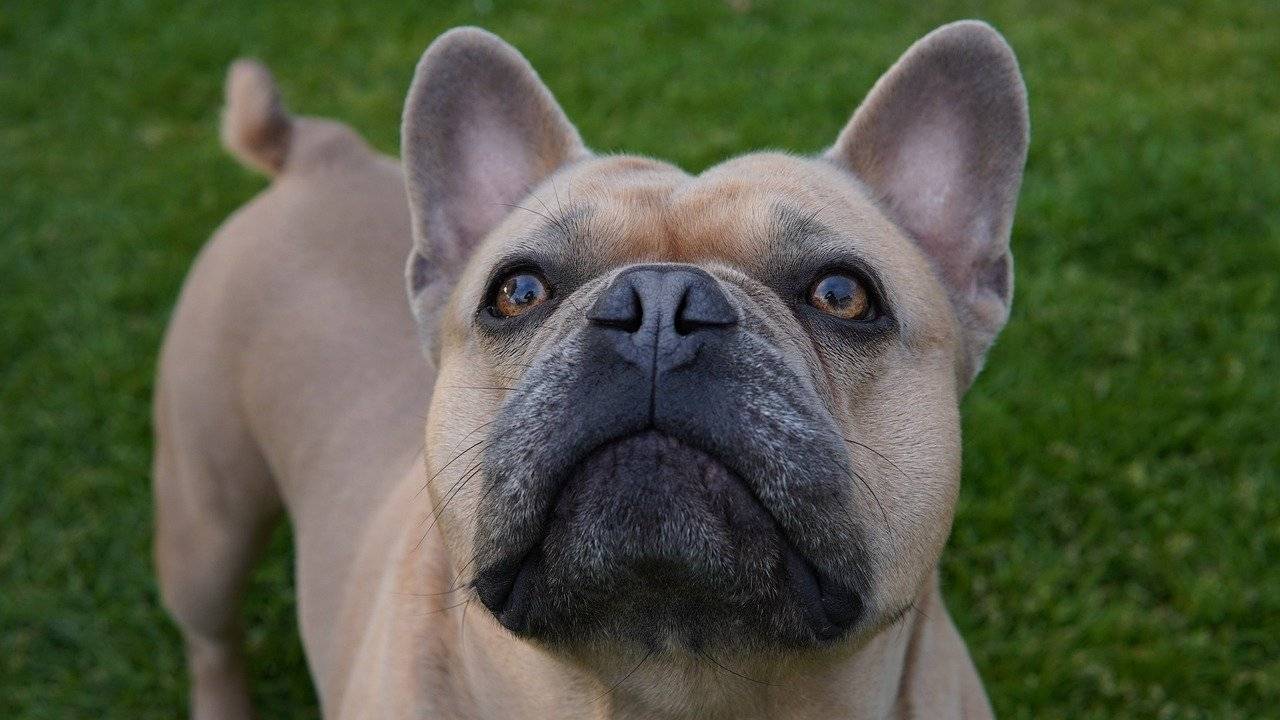 are frenchies good dogs