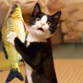 poisson jouet chat