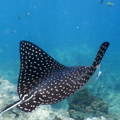 eagle spotted ray from behand, swimming near the ocean floor