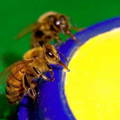 provide-honeybees-extra-water-source-during-dearth-periods