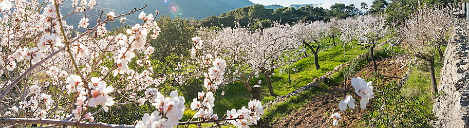 Balearen
- Almond blossom - hiking in Mallorca