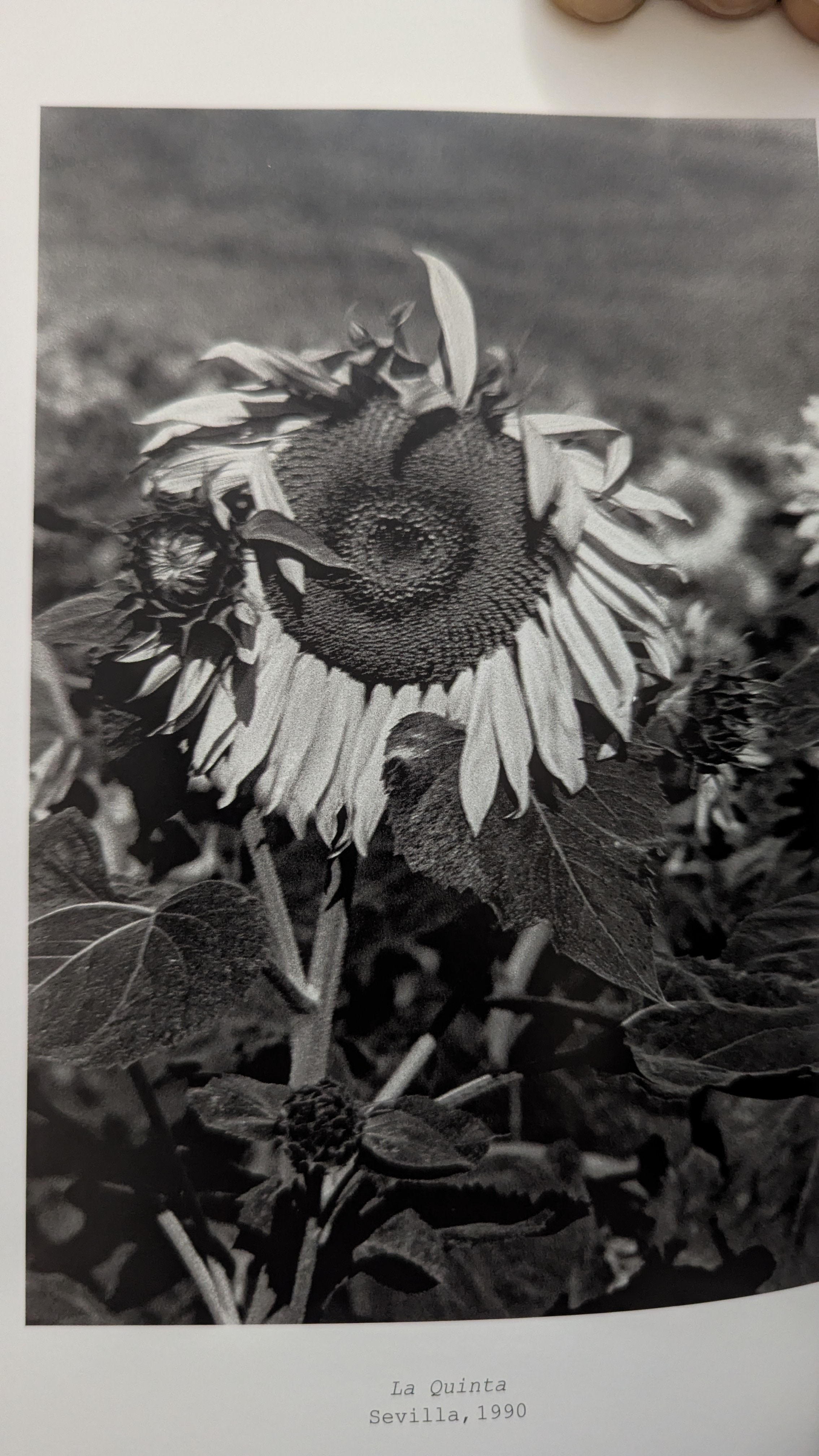 La Quinta. Sevilla, 1990