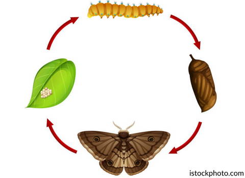 moth_life_cycle