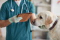 Labrador retriever dog with arthritis visiting the vet for treatment