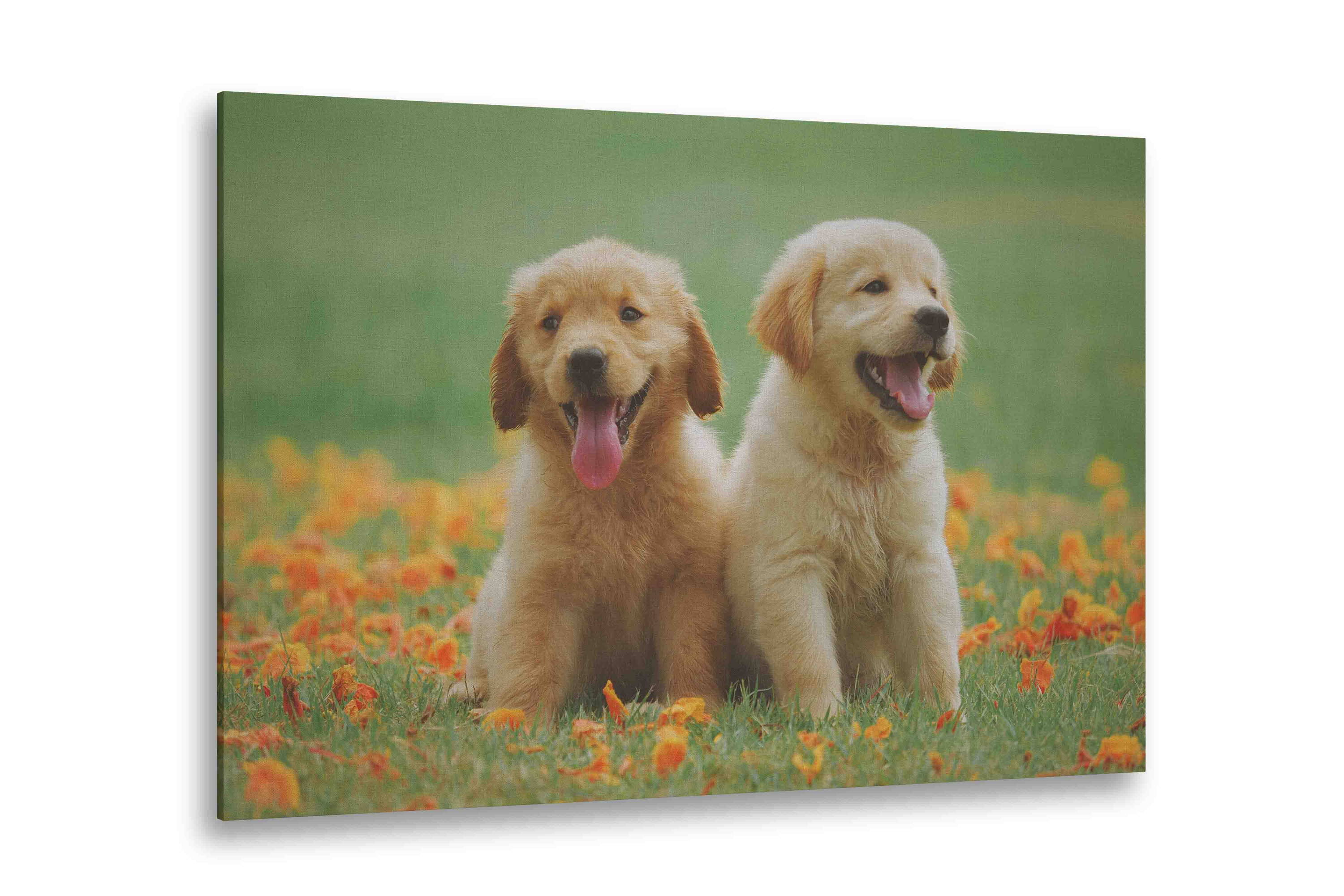 Pet Pictures On Canvas