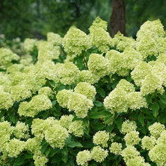 Little Lime Hydrangea