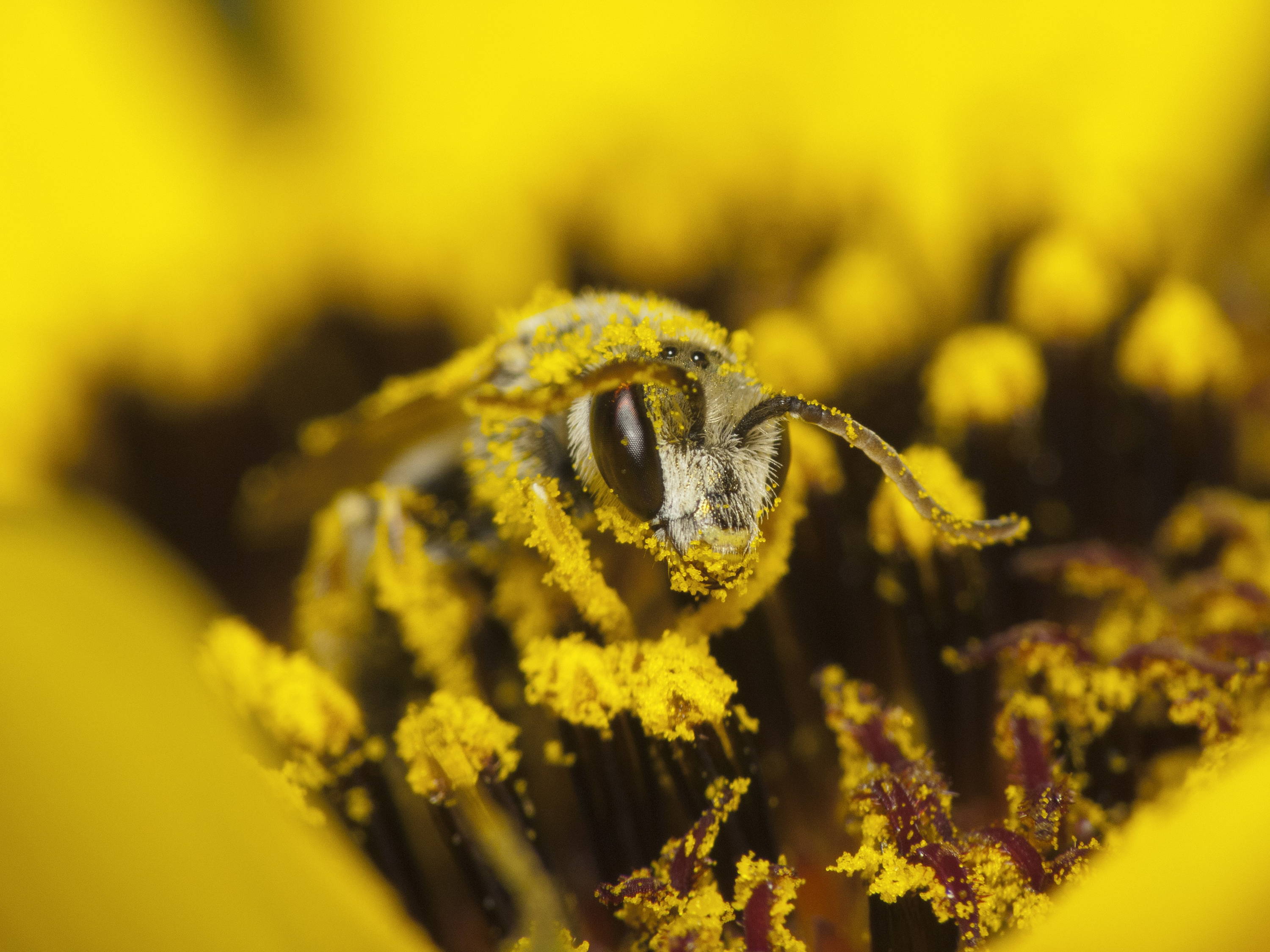 Biene voll Blütenpollen auf Fruchtstengel