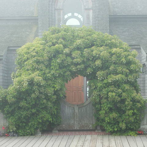 Climbing hydrangea on a pergola