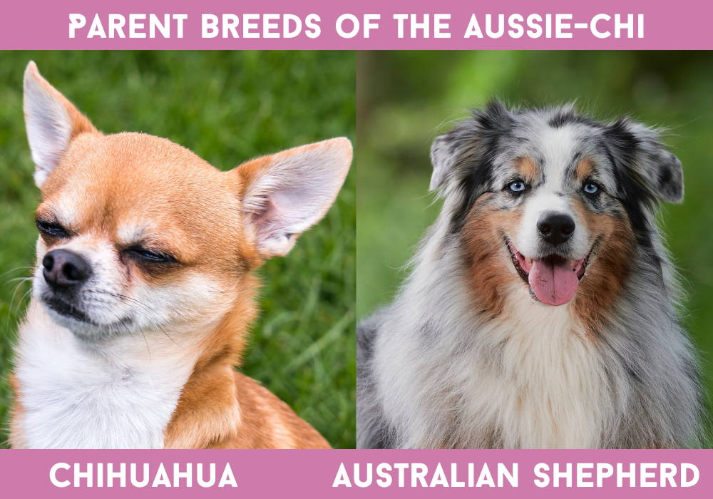 australian shepherd mixed with chihuahua