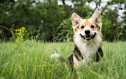 Corgi dog looking happy and excited in grassy field