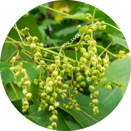 Wild Yam Extract