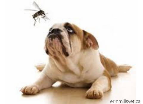 heartworm_due_to_mosquito_bites_on_dogs