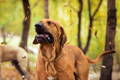 alt="Large dog sneezing from allergies amidst falling autumn leaves"