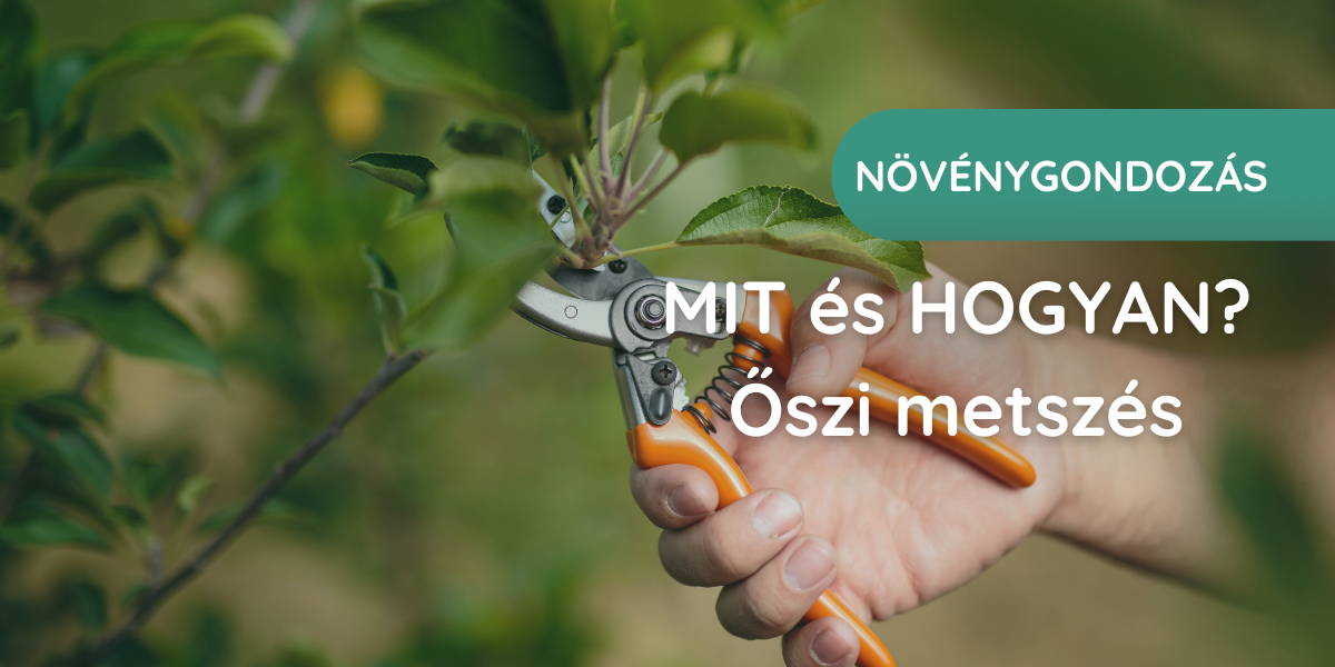 mit és hogyan őszi metszés, fametszés metszőollóval