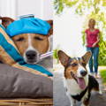 kränkelnder Hund und vitaler Hund