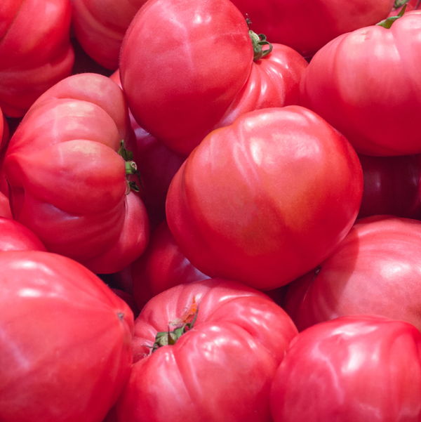 tomate-marmande-rose