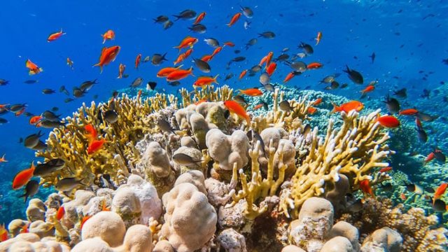 Colourful fish, Ras Mohammed National Park, Sinai, Egypt