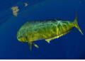 Dorado trolling rigs