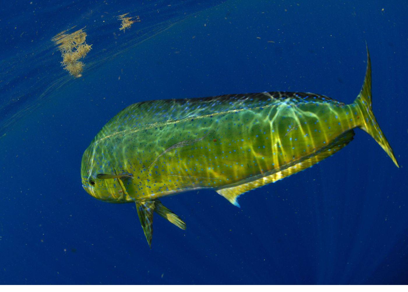 Dorado trolling rigs