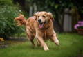 Adult Golden Retriever dog running merrily in a yard