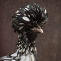 polish-laced-hen