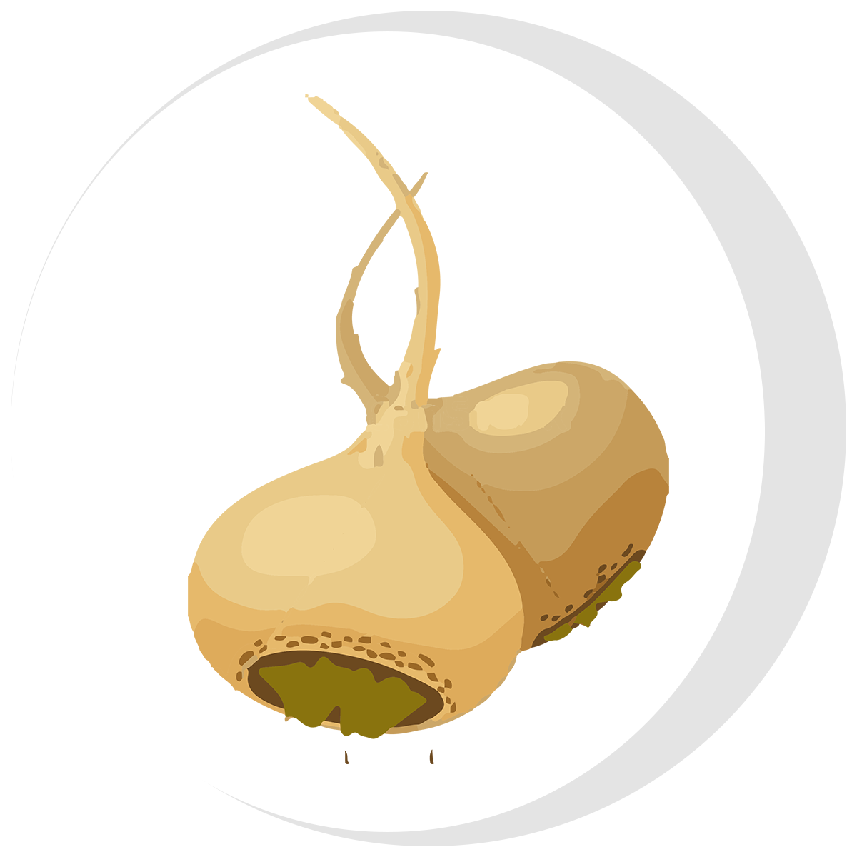 Maca Root, a key ingredient in the best tongkat ali singapore