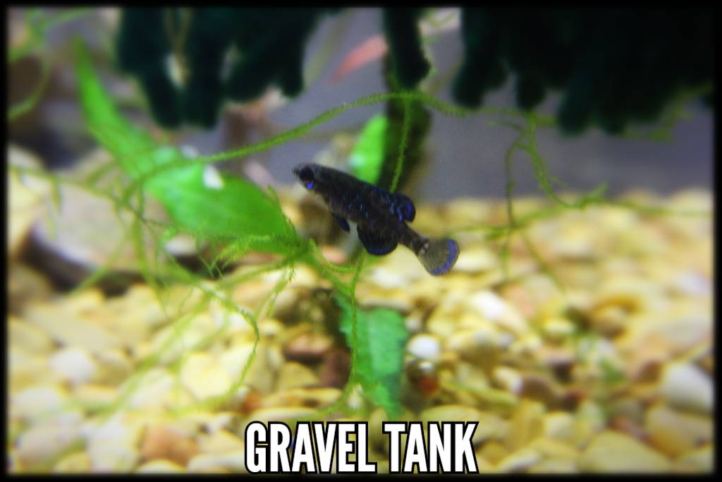 Best Substrate, Gravel Aquarium