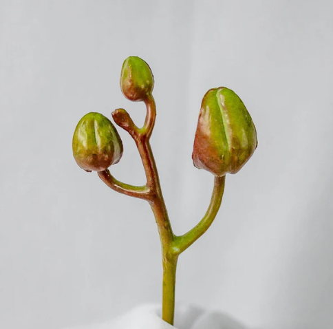 Phalaenopsis Bud ( 6 Pack ) - Realistic Artificial Flowers - Image 2