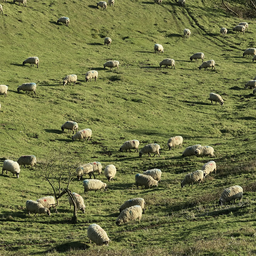 A herd of sheep.