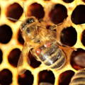 honeybee-with-varroa-mites