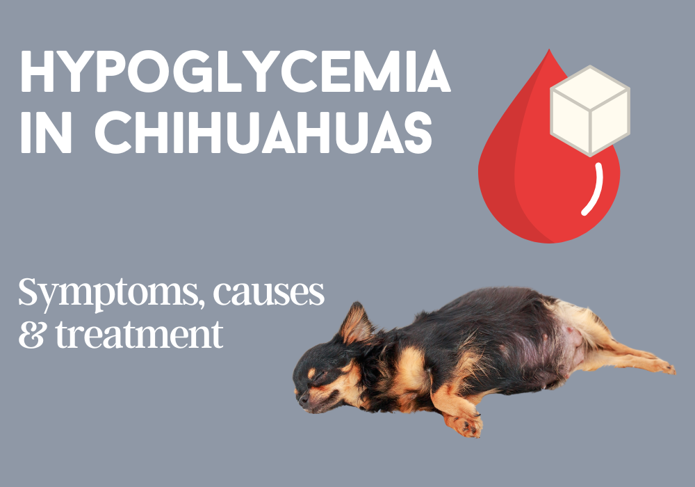 hypoglycemia chihuahua