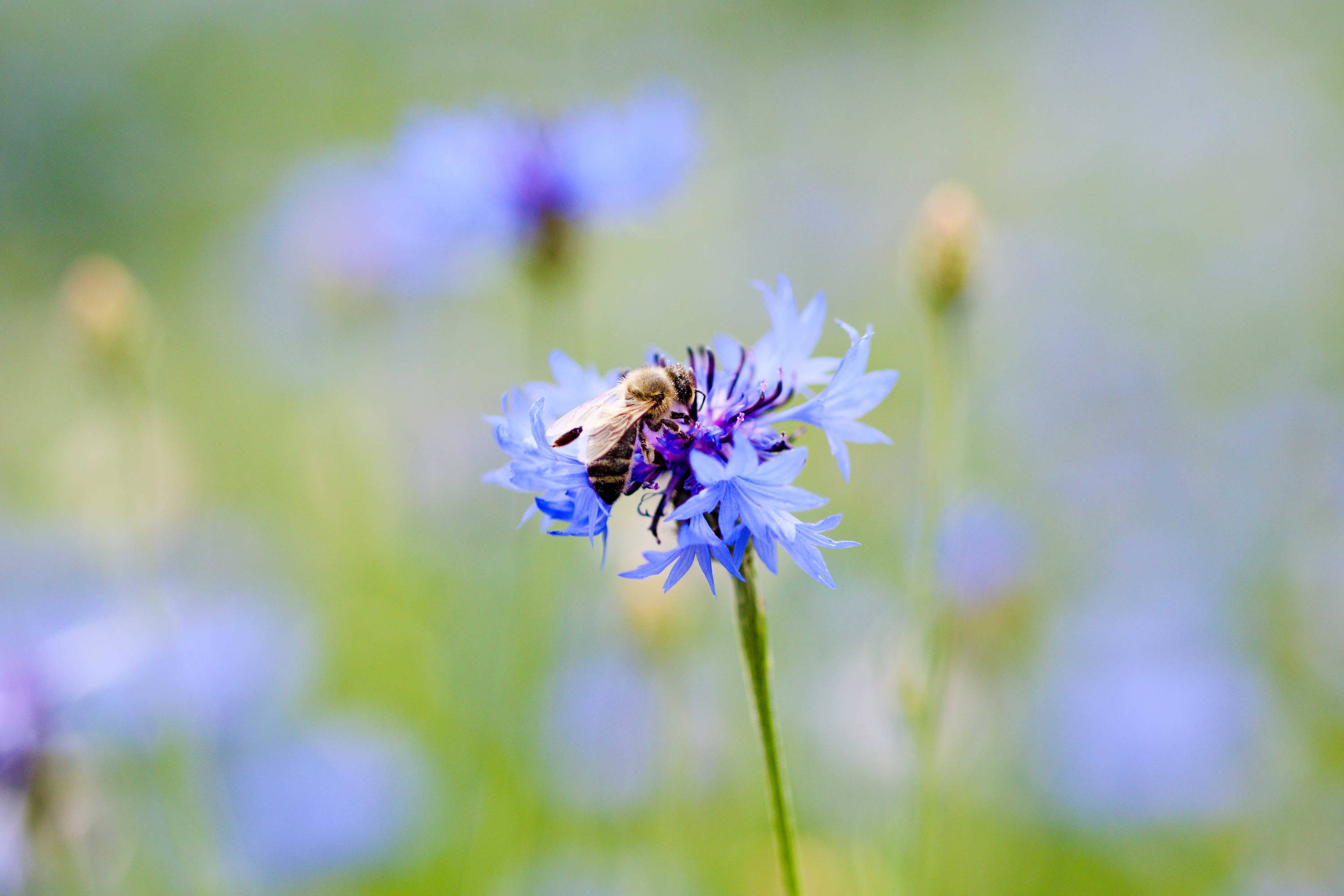 Biene mit Pollen auf Blüte
