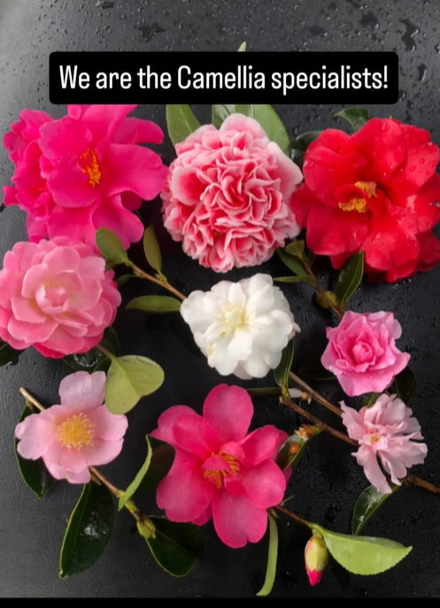 Great Pine Nursery - Image 2