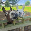 livestock_guardian_donkeys_gypsy_shoals_farm livestock_guardian_donkeys_gypsy_shoals_farm