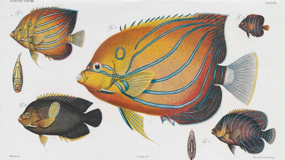 Brilliant and Remarkable Birds of Brazil – Biodiversity Heritage