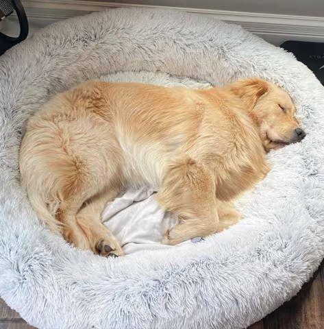 Cama de perro