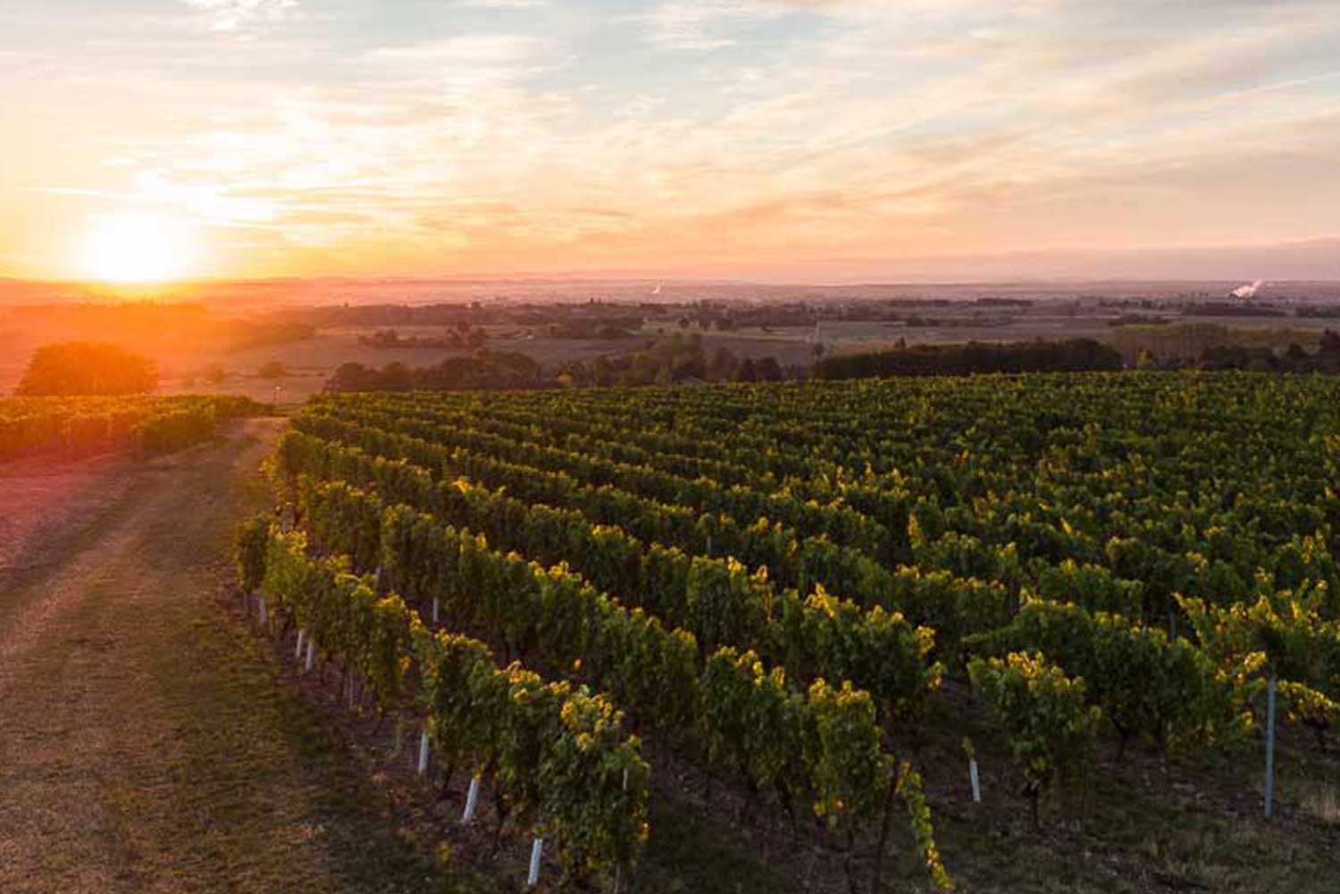 Découvrez la splendeur naturelle du vignoble du Domaine des Bérioles avec Jean Teissèdre. Un paysage harmonieux de vignes cultivées en bio qui donne naissance à des vins d'une qualité exceptionnelle, fidèles au terroir unique de Saint Pourcain.