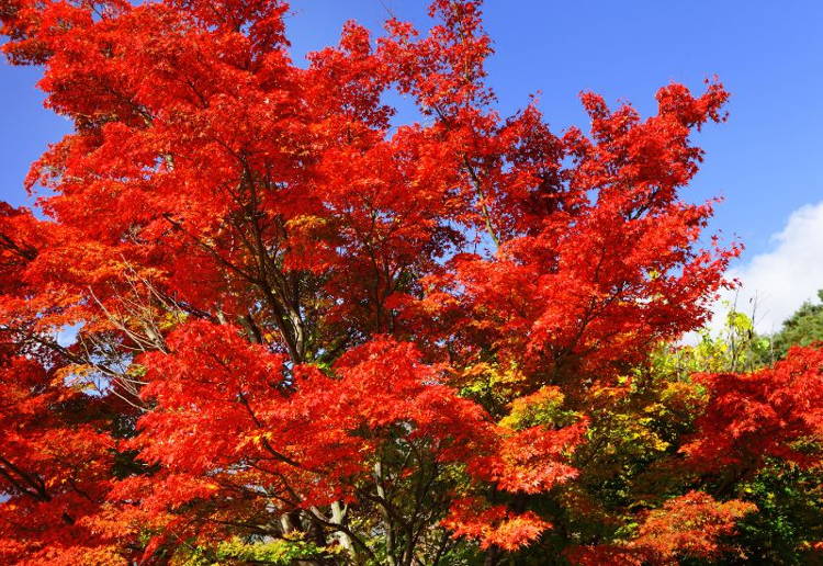 メープル シロップ カロリー