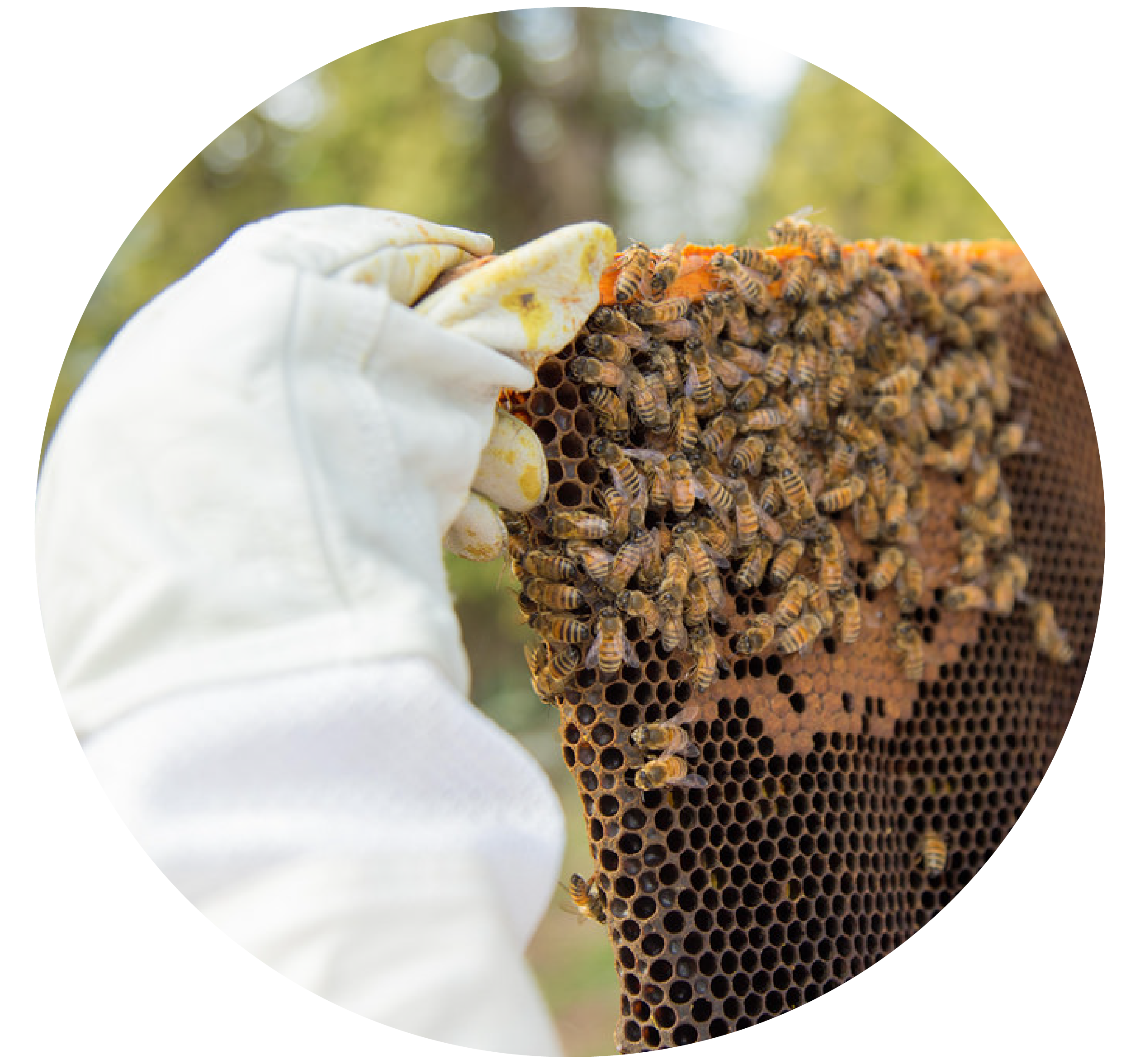 A beekeeper holding up honeybee comb.