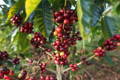 Coffee cherries Mexico - El Mexicano coffee unbound coffee roasters