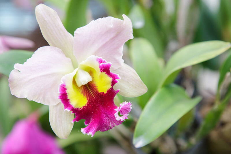 Cattleya Orchid Care