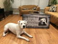 Dogo Argentino Dog & Personalized Canvas Print