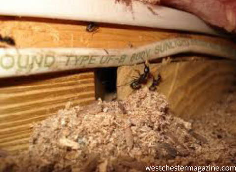damages_wood_carpenter_ant_nest