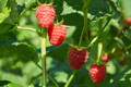 raspberries on a branch with leaves 