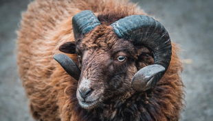 rolfs streichelzoo steinbock