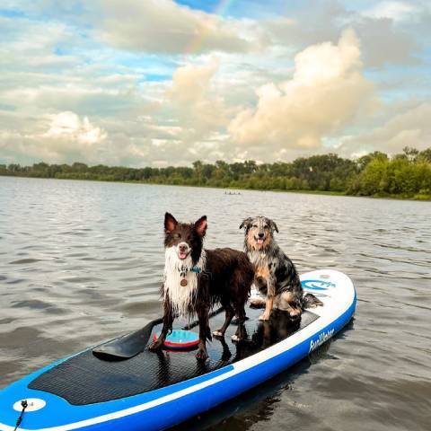2 dogs blow up paddleboarding on calm lake in Ontario