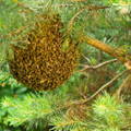 honeybee-swarm-on-pine-tree