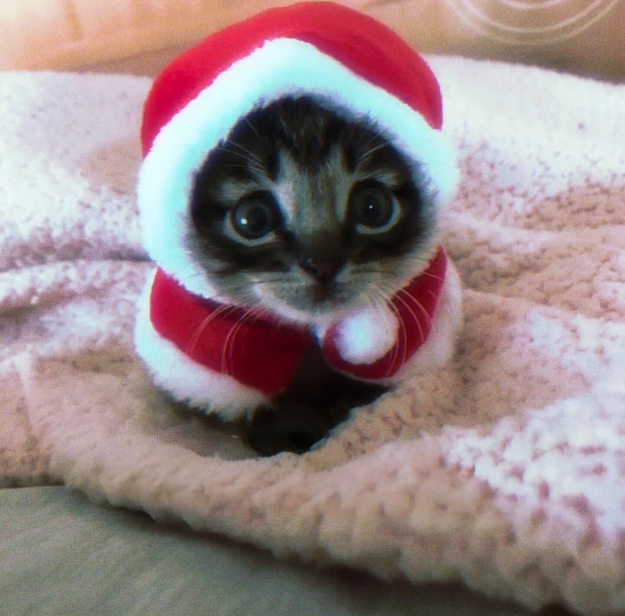 Mini Memecoin Cat