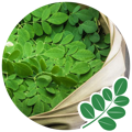 Moringa Leaves used to make the best moringa supplement